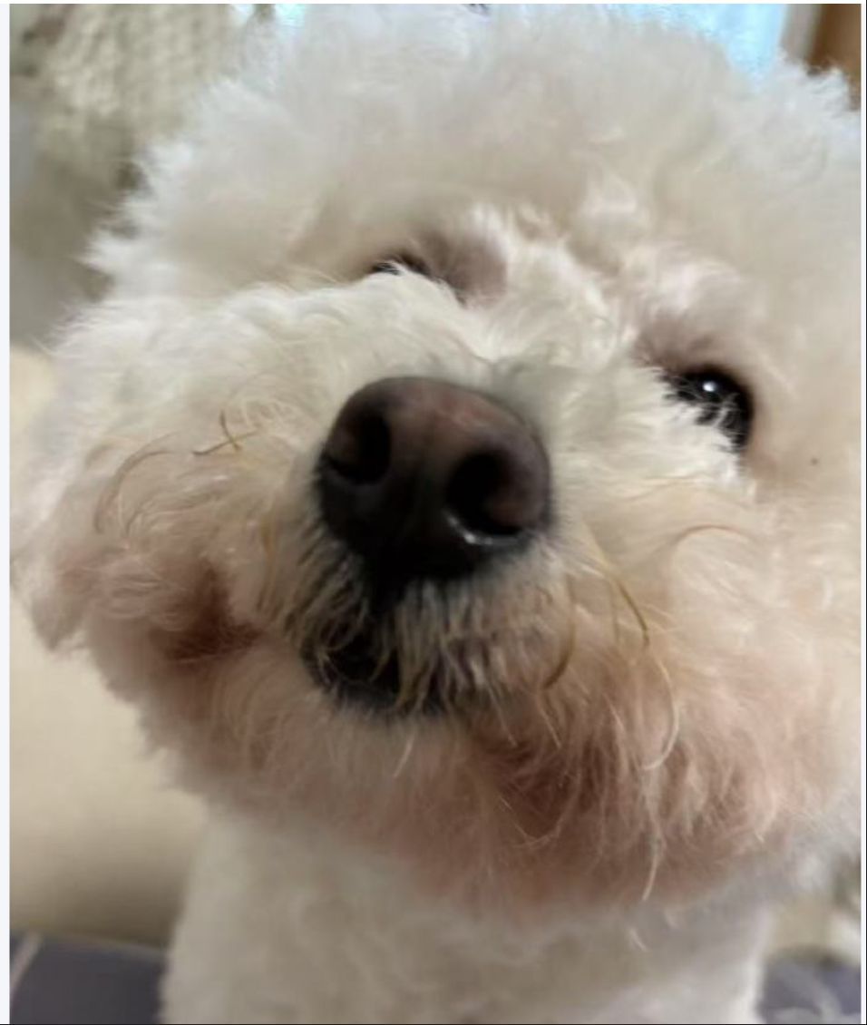 可爱的宠物照片